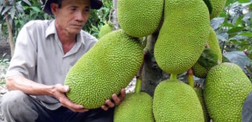 Trung Quốc tăng mua, giá mít tăng chóng mặt ảnh 1